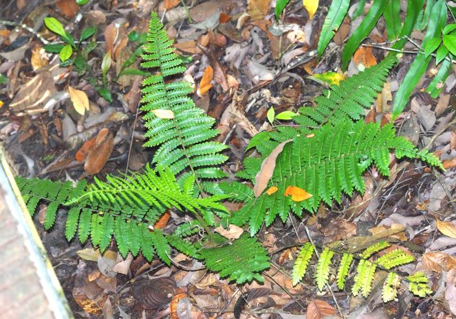 Fern photo